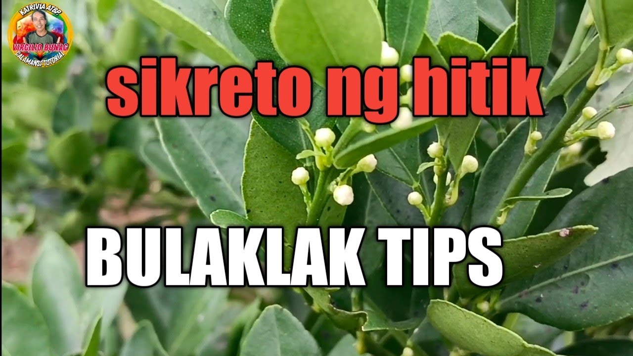 Paano pamulaklakin ng hitik ang calamansi step by step