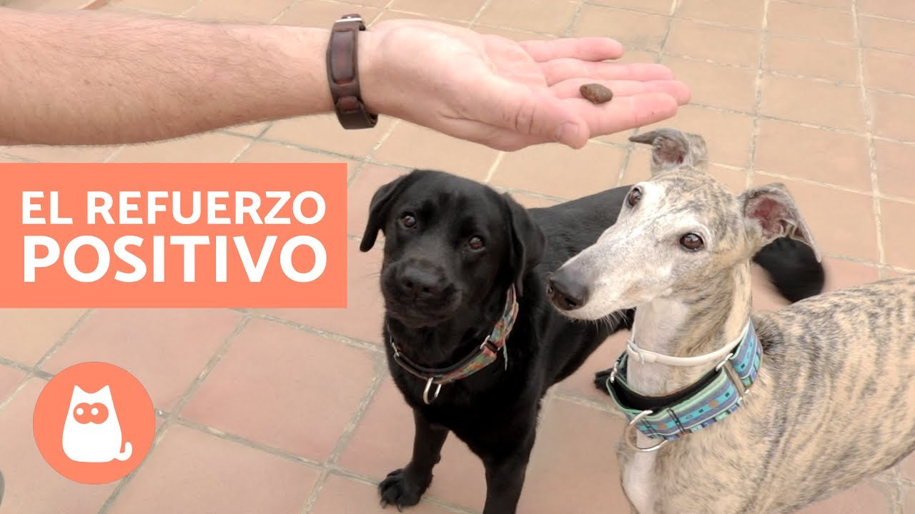 ADIESTRAMIENTO CANINO en positivo - Refuerzo positivo y castigo negativo