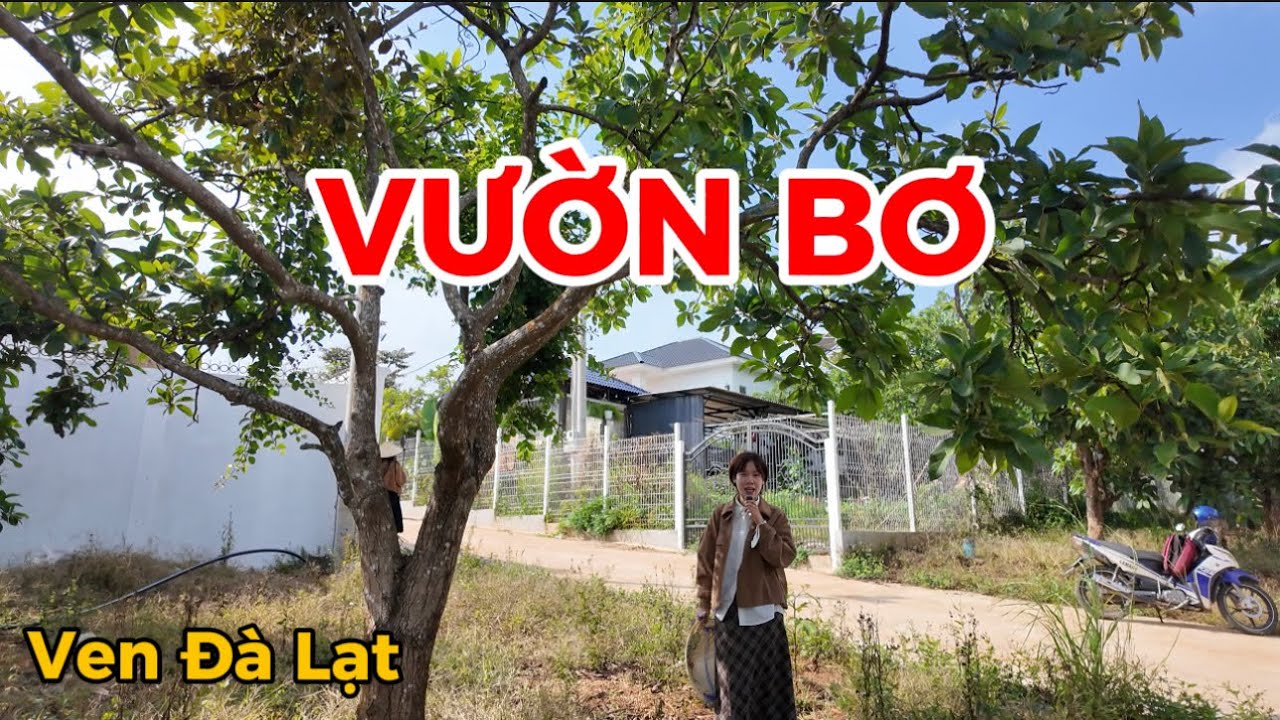 Đất ven Đà Lạt| Quà 8/3 mua ngay vườn bơ này cho các chị thì mê hết ý! 310m2-200m2 thổ cư! 1 tỷ 350