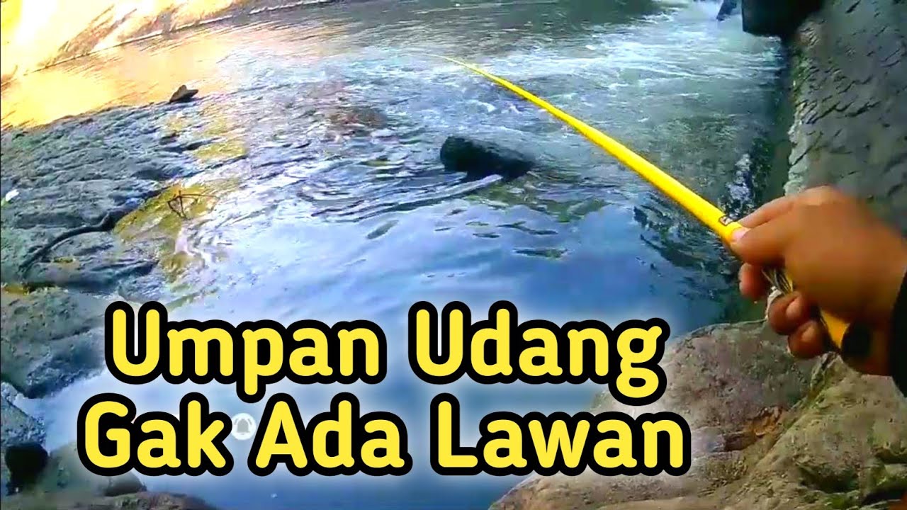 Mancing Ikan Hampala Pakai Umpan Udang Gacor Poll | Mancing Di Ngipang Solo
