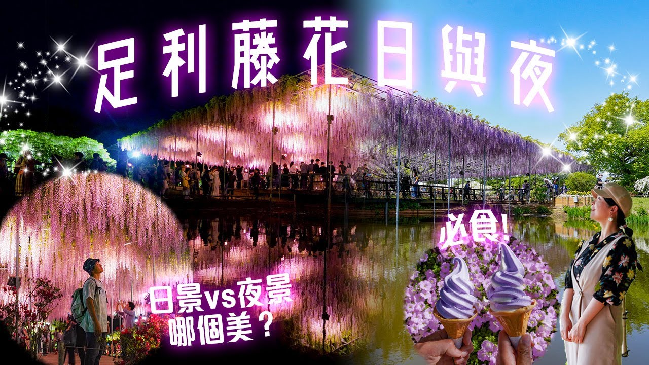 現正滿開!! 足利藤花日與夜 東京出發1日遊｜日景vs夜景哪個更美? 行程規劃及時間安排 攝於2023&2024 #日本旅遊 #日本 #藤花