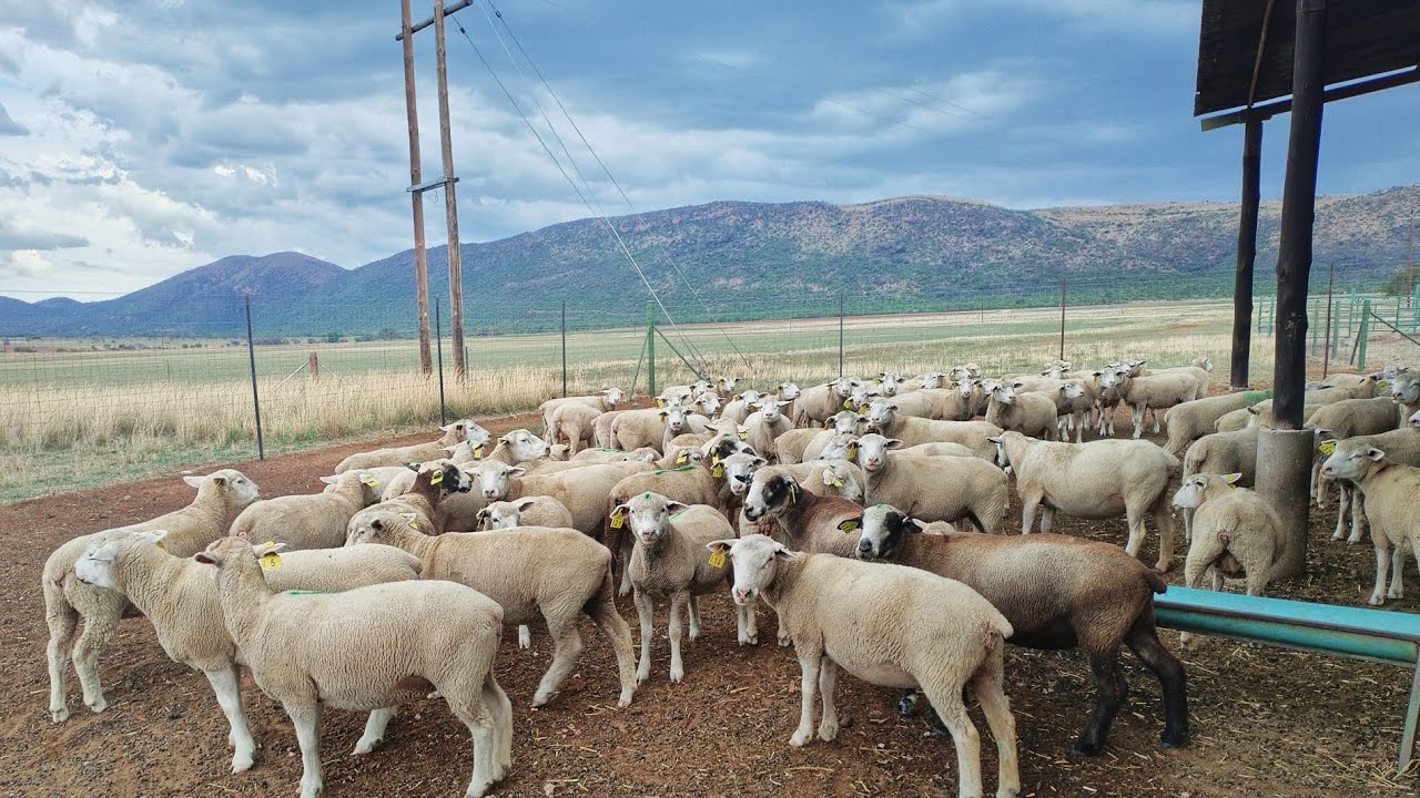 Ile de france lambs and ewes- WAKE UP