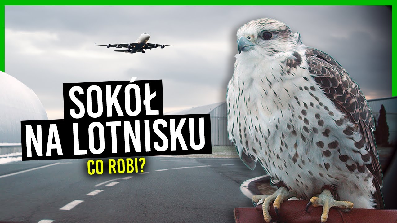 Dlaczego sokoły pracują na lotnisku? | DUBELTÓWKA