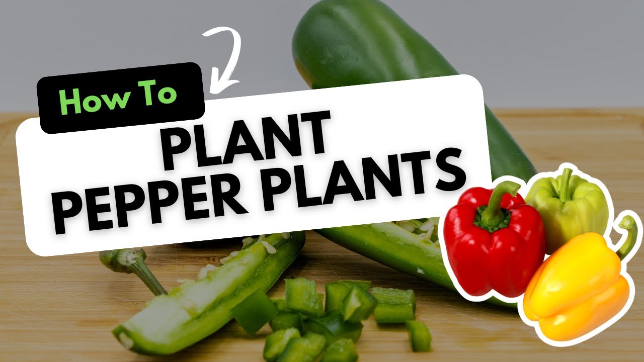 How To Plant Pepper Plants