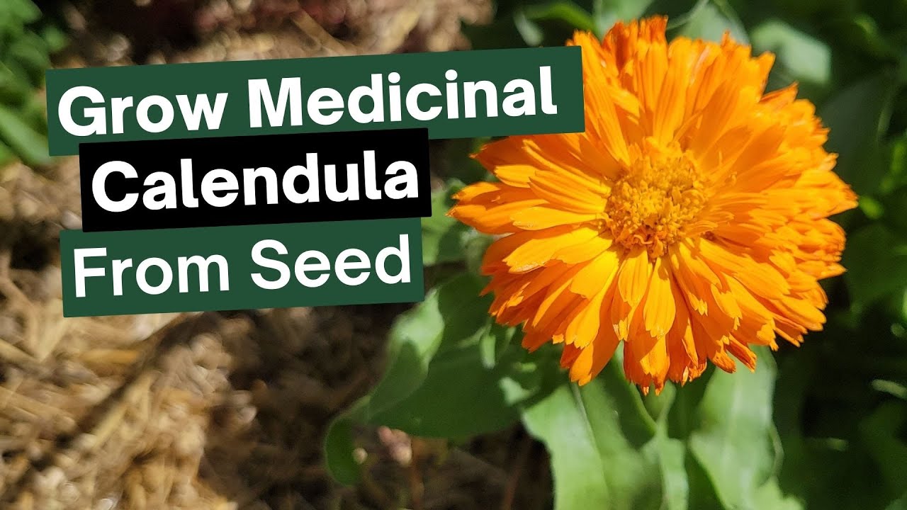 Grow Calendula From Seed: EASY Guide + Big Blooms!