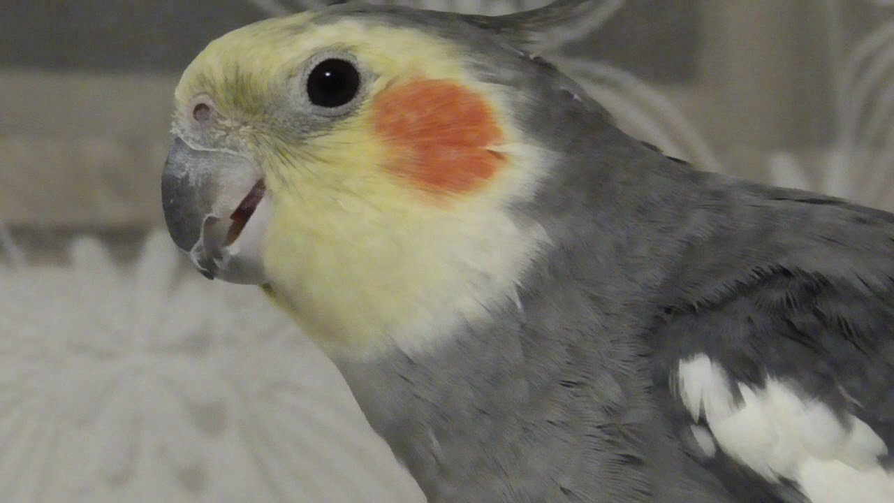 Cockatiel Ďolďo sings