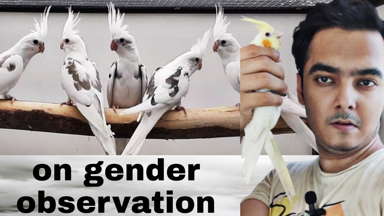 Ino cockatiel Chicks are on gender testing | Part 470 | Urdu Hindi Punjabi | AHSAN PETs