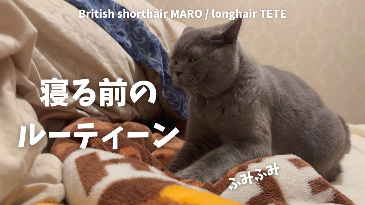 猫に起こされて、猫と一緒に寝る幸せな日/初めて冷蔵庫にのぼる猫を見た日 【ブリティッシュロングヘア】【ブリティッシュショートヘア】