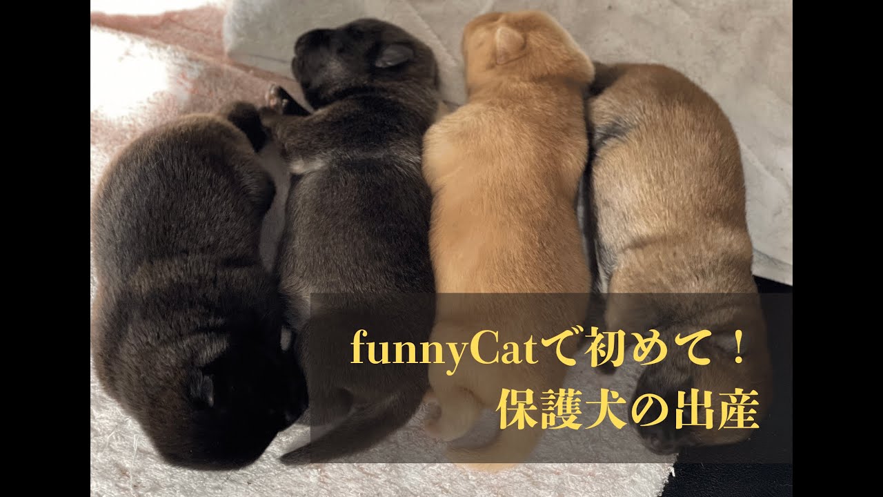 funnyCatで初めての保護犬の出産！立ち会うことができました