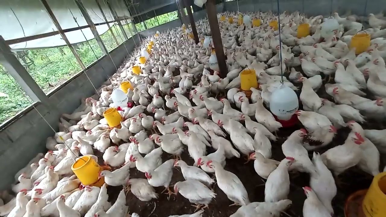TIPS AYAM PEJANTAN UMUR 55 HARI BISA BOBOT 1 KG