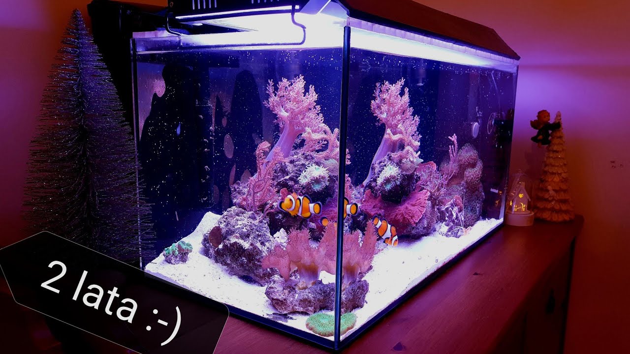 Nano Reef Vlog | Akwarium morskie 2 lata od zalania (60)