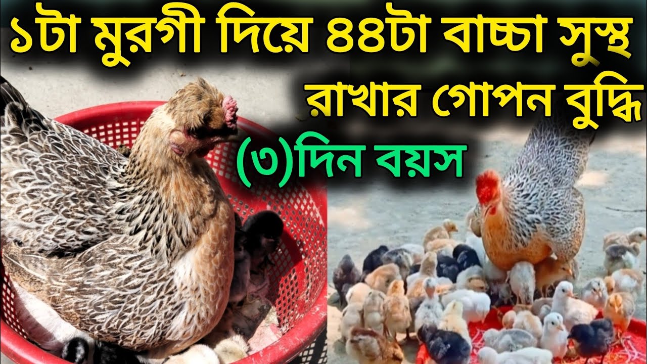 একটা মুরগি দিয়ে ৩৪ টা বাচ্চা সুস্থ রাখার গোপন বুদ্ধি মাত্র তিন দিন বয়স  