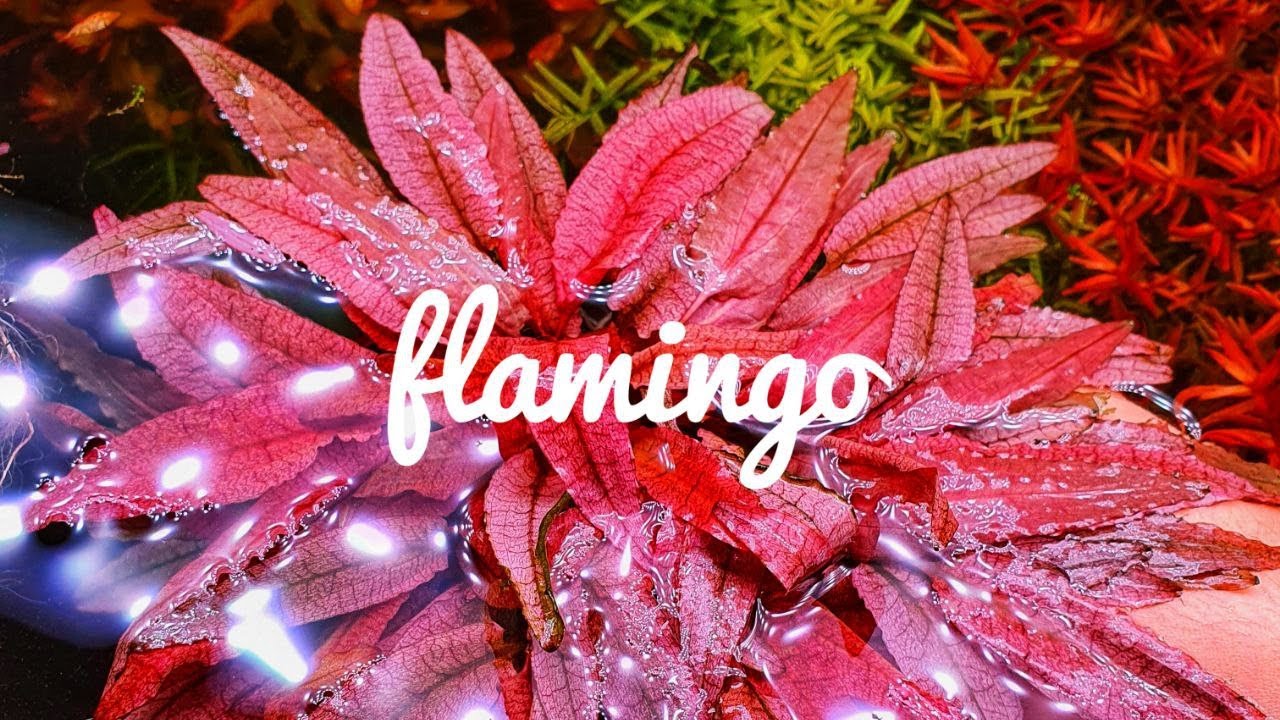 How to keep Cryptocoryne Flamingo! Basic and Easy guide!