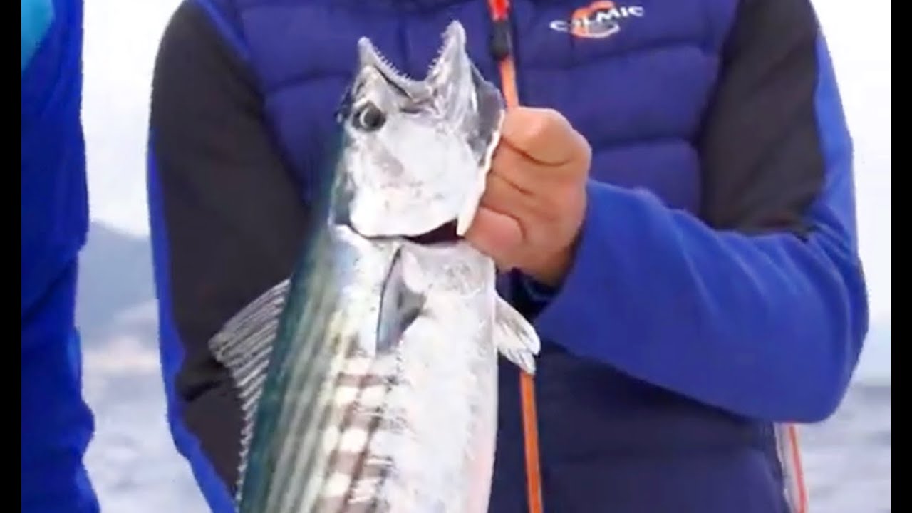 TRAINA CON IL VIVO IN LIGURIA alla PALAMITA | Pesca dalla Barca TV