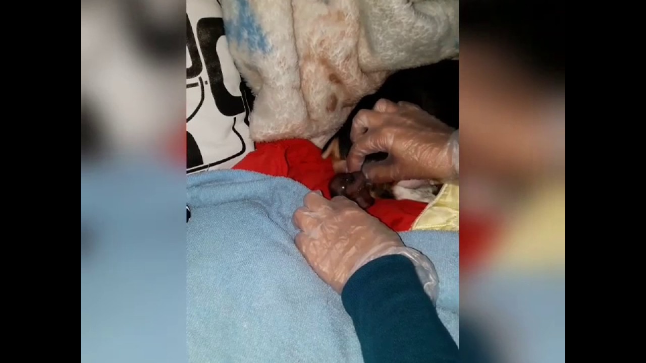 Parto de pinscher primeriza. ( Nuestra Borona)