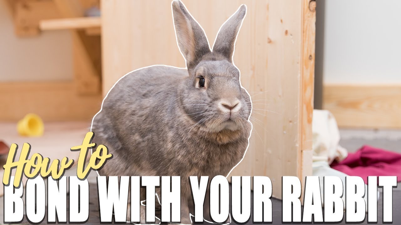 HOW TO BOND WITH YOUR RABBIT