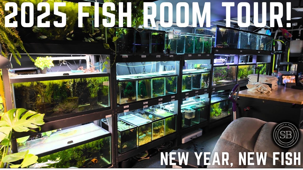 2025 FISH ROOM TOUR! (LOTS OF NEW TANKS AND FISH!) 60+ AQUARIUMS