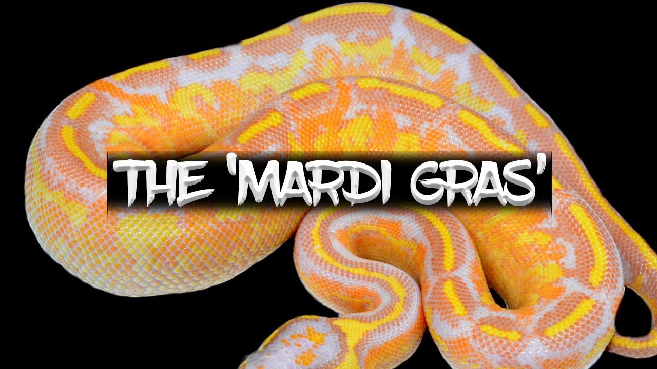 The 'Mardi Gras' Ball Python