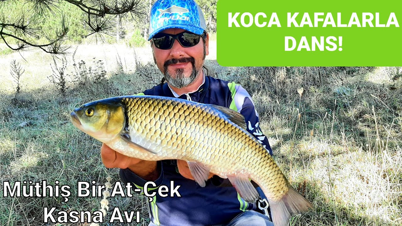 KOCA KAFALARLA DANS. MÜTHİŞ BIR AT ÇEK KASNA AVİ! #balıkavı #chubfishing #kasnatatlısukefali