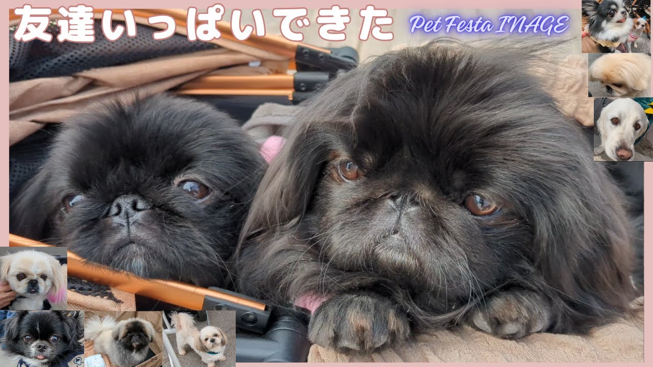 ペキニーズ# 　ペットフェスタ稲毛に参加してきた！！　【ワンワンピース】
