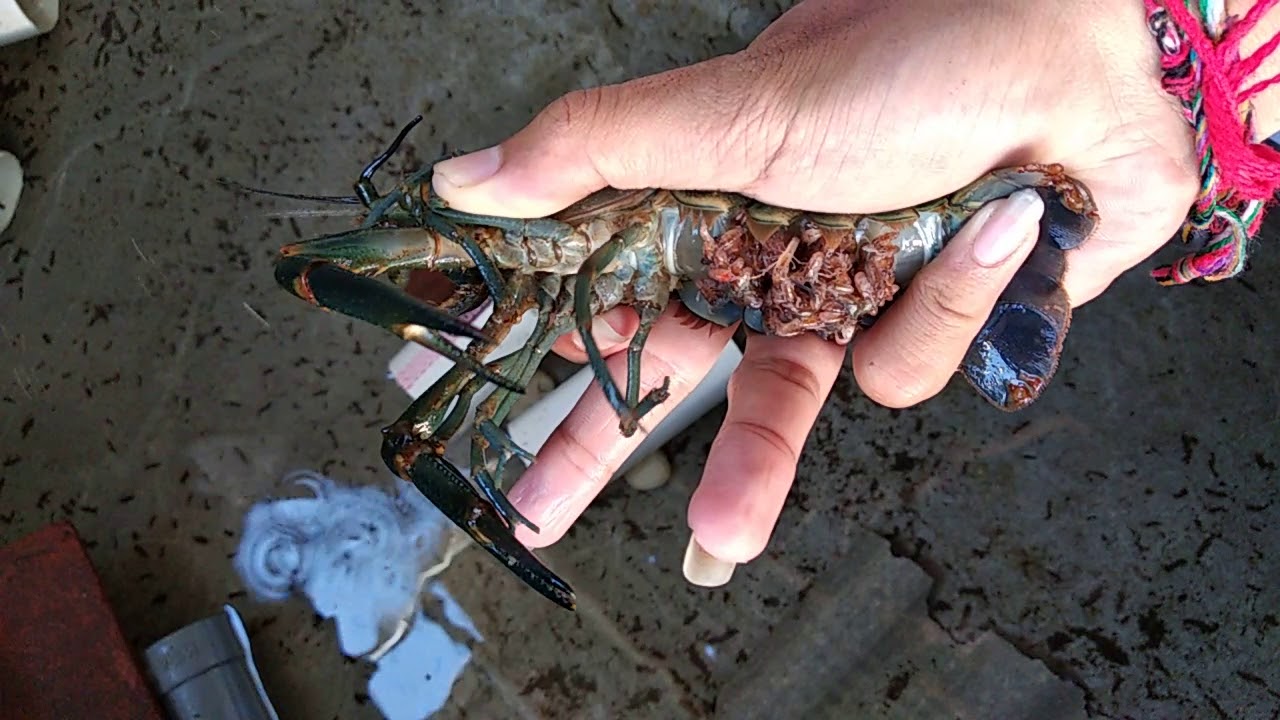Burayak lobster air tawar redclaw