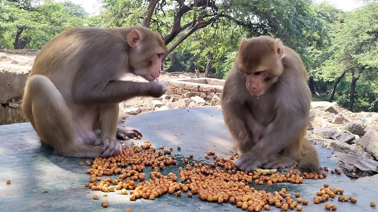 Macaca fuscata|