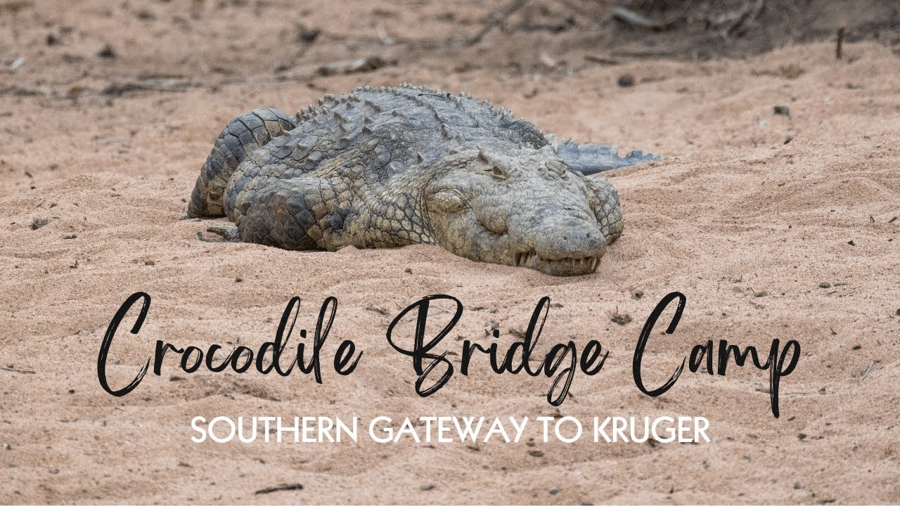Kruger National Park Safari: CROCODILE BRIDGE CAMP REVIEW 2025