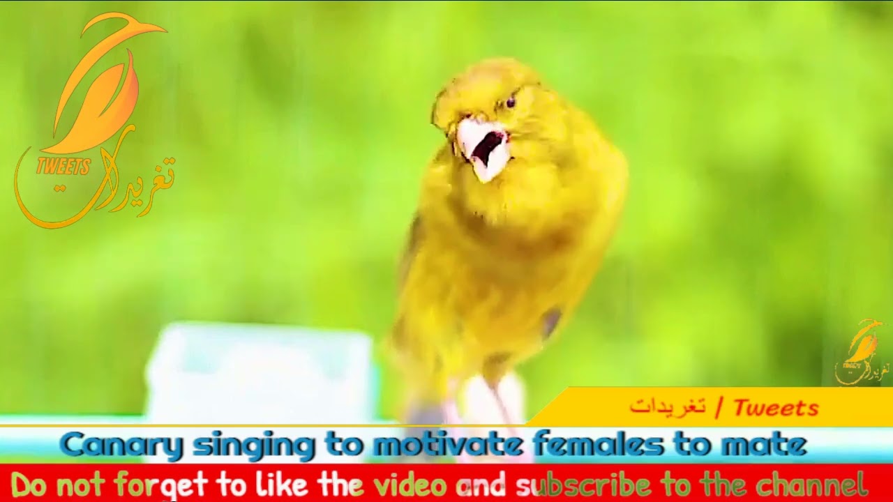 تغريد كناري لتحفيز الاناث على التزاوج  Canary singing to motivate females to mate