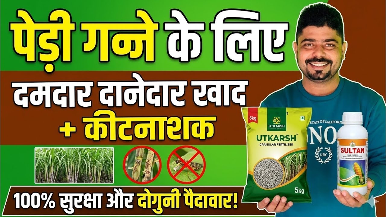 पेड़ी गन्ने में टिलरिंग कैसे बढ़ाएं दानेदार खाद । पेड़ी गन्ने में कल्ले ही कल्ले । उत्पादन 500 कुंतल