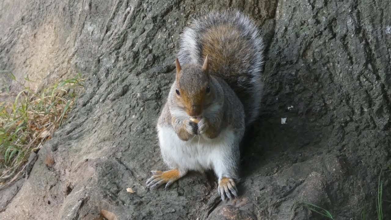 More Squirrel Shenanigans - crunching, scurrying, purring and growling.
