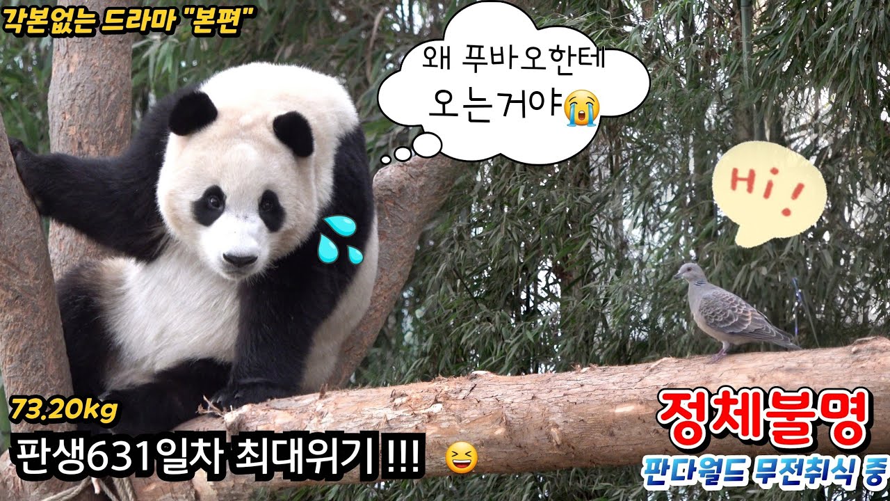 [푸덕이Cam] 비둘기를 처음 본 푸바오 반응 