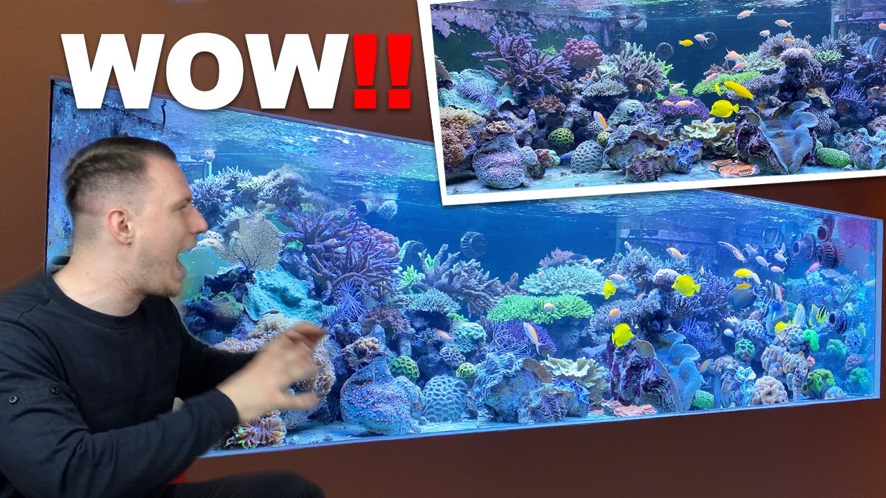 3500 Liter REEF TANK - Unbelievable❗️High exclusive ROOM TOUR with Lars! *coral aquarium*