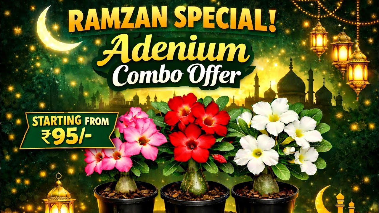 Ramzan Special Adenium combo offer 35+ Colours||Aaramamflowers||9037347179||