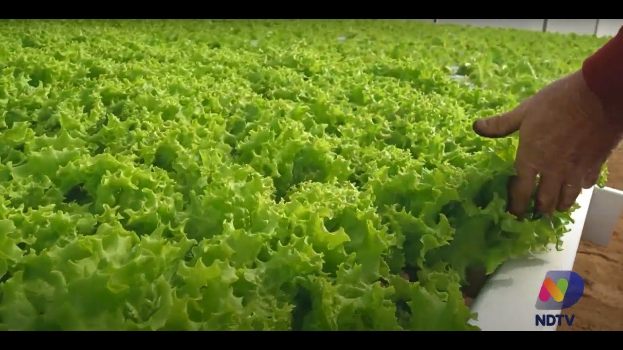 Agro Saúde e Cooperação - Produção de Hortaliças