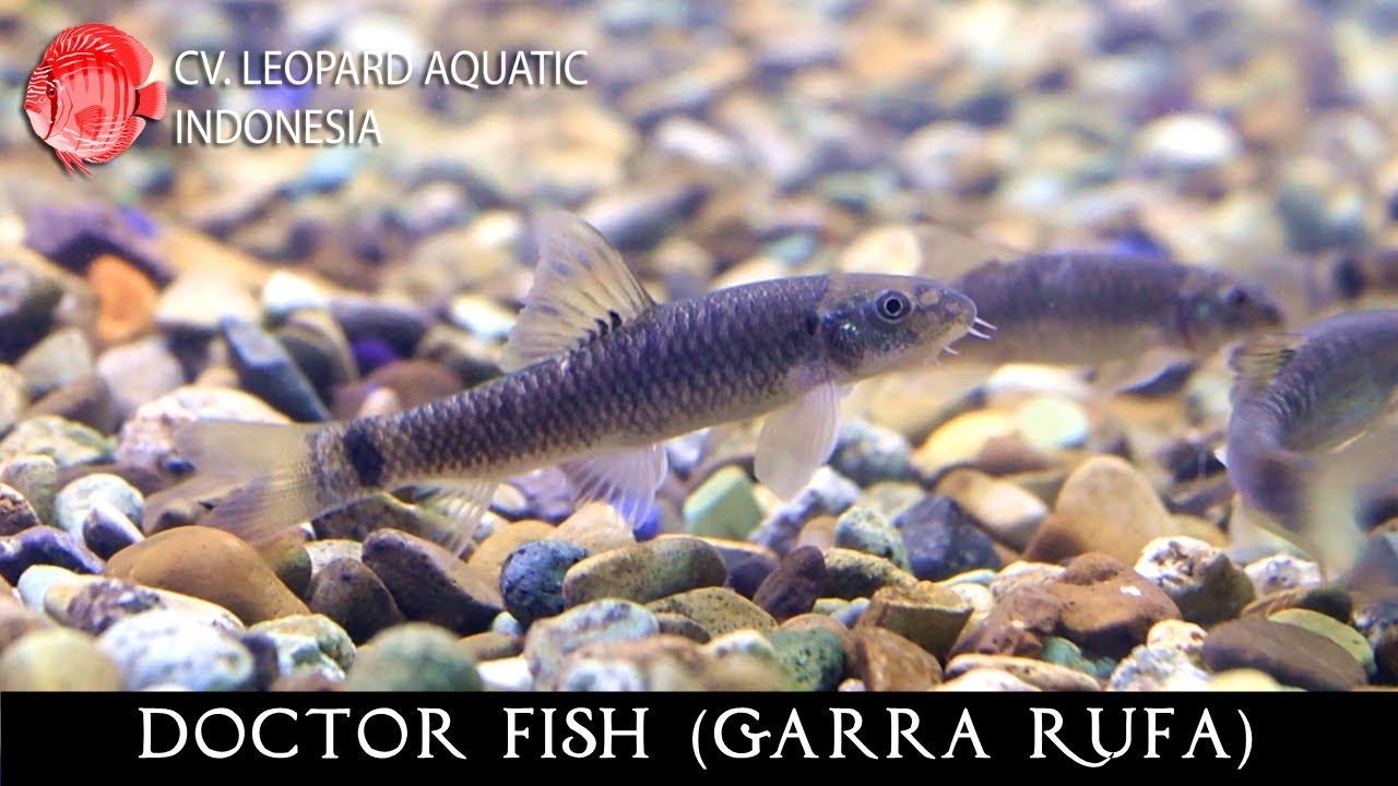 Garra rufa. The DOCTOR fish at your service! (Leopard Aquatic H020A)