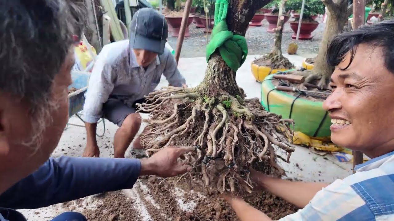 Lên tiền chỉ sau 1 lần sửa rễ Hoàng Mai Tứ Quý Ghép hướng dẫn khui bầu tạo dáng đế đẹp lô phôi khủng