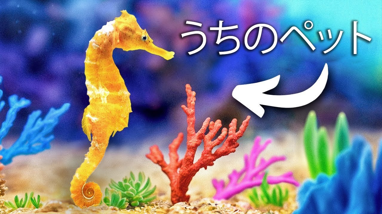 ペットのタツノオトシゴのためにサンゴ礁を作りました