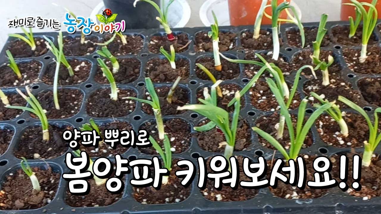 도전!! 양파뿌리로 봄양파 모종만들기