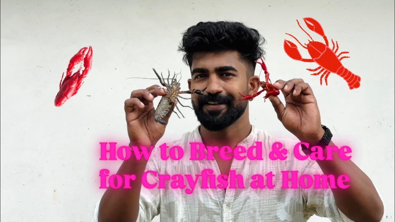 Crayfish breeding and care | fish farm thrissur #crayfish #fish #fish #thrissur 
