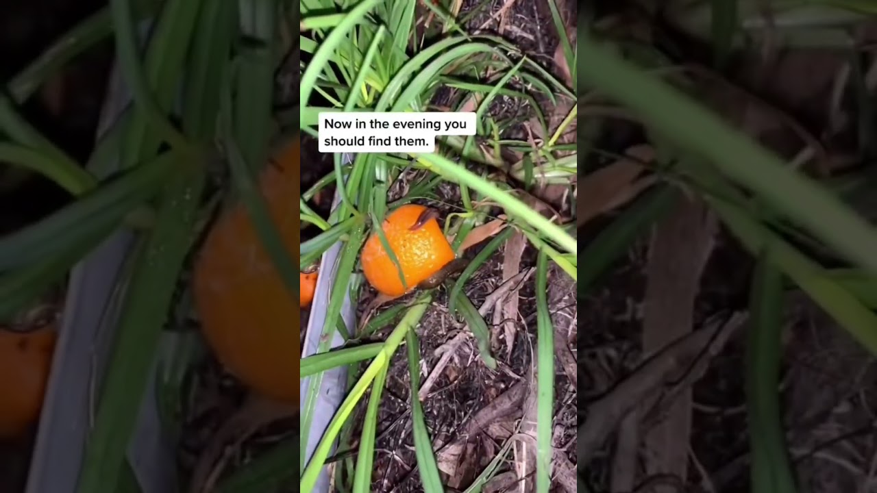 This is a great way to deal with snails and slugs. #slugs #snails #keepsnailsoffyourplants