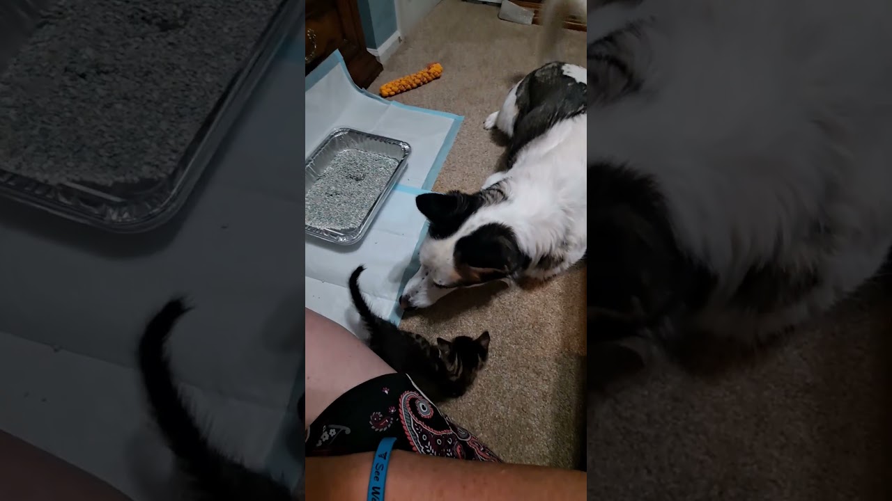 Sassenach meeting two foster kittens