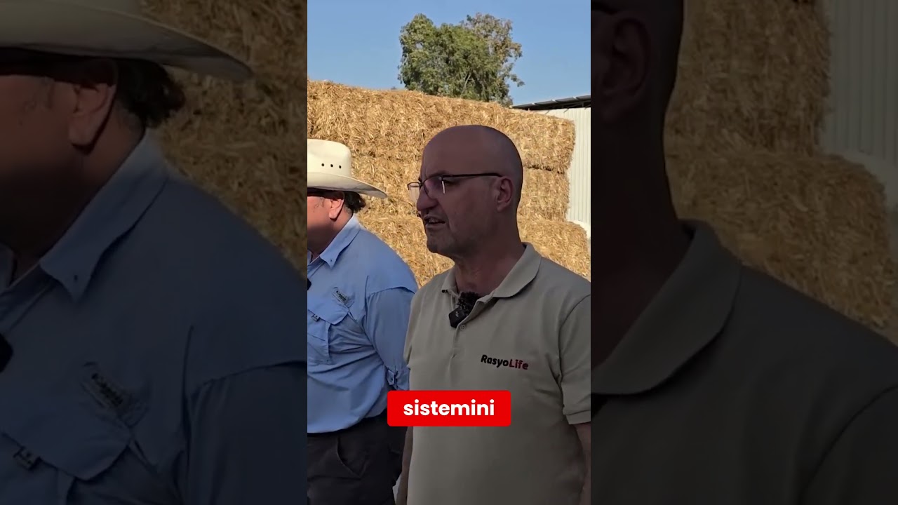 Silajın &Ouml;nemli Noktaları #b&uuml;y&uuml;kbaş #silaj #veteriner