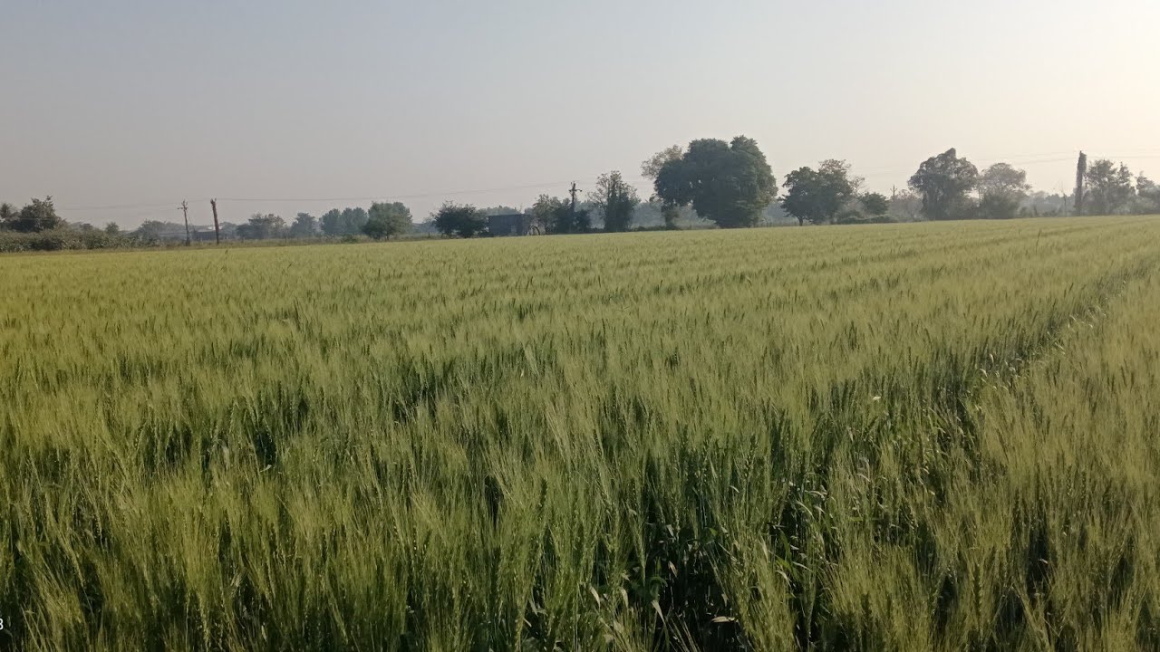 हमारे गांव की फसल
