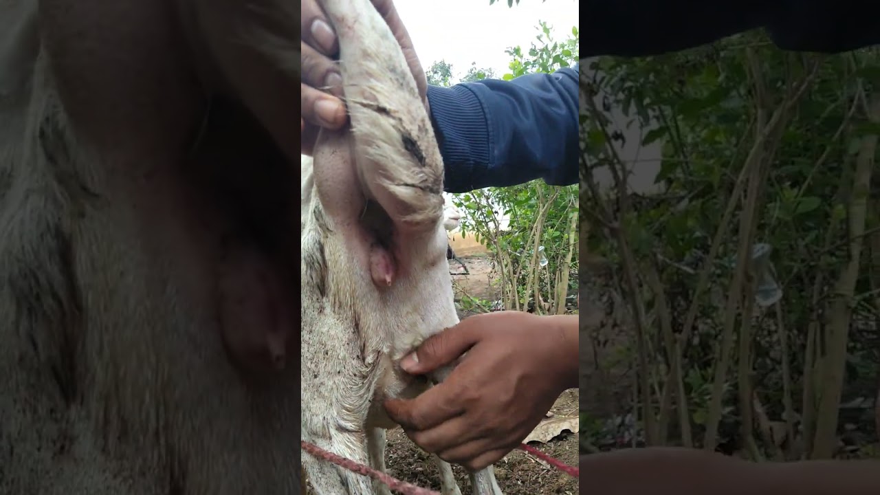 @MANUT FARM : mengenal salah satu ciri Domba positif hamil.