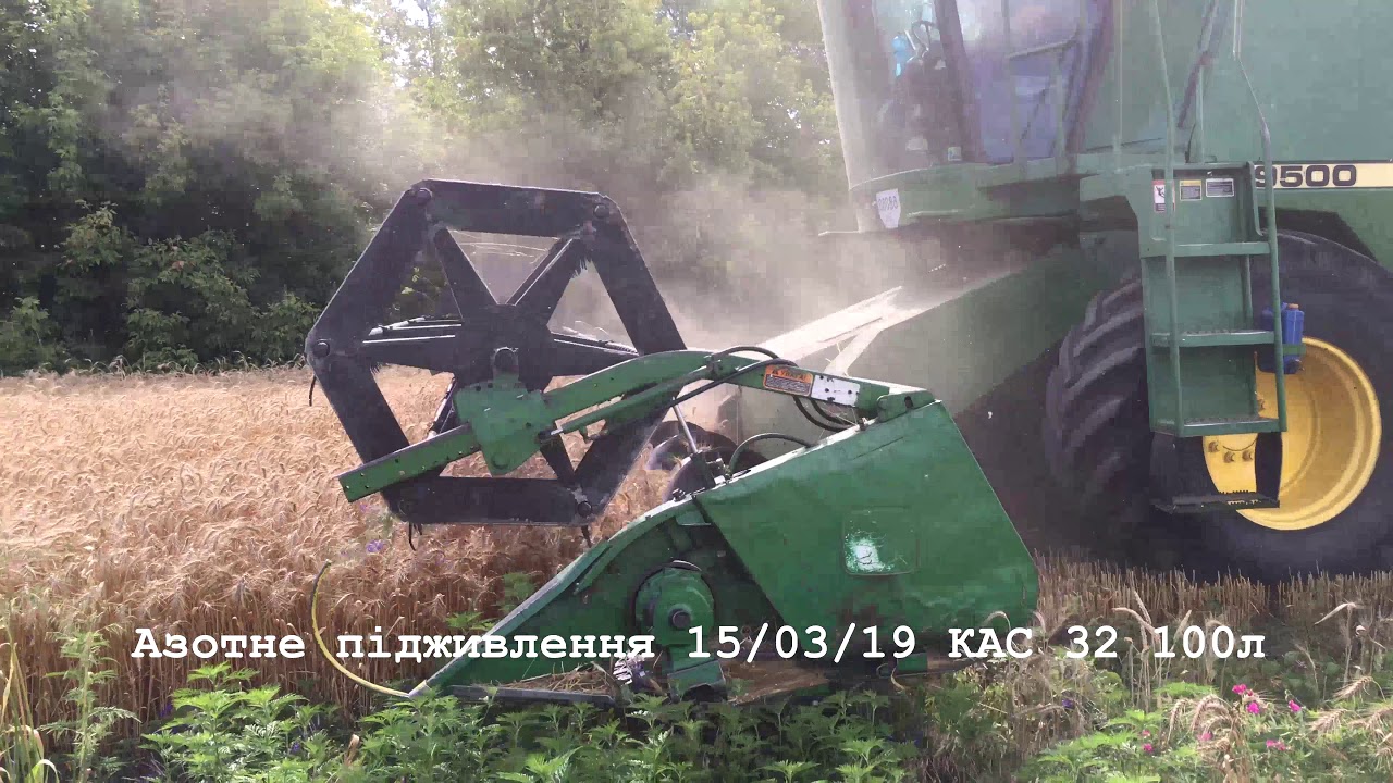Молотим пшеницю, почали з насіннєвої ділянки