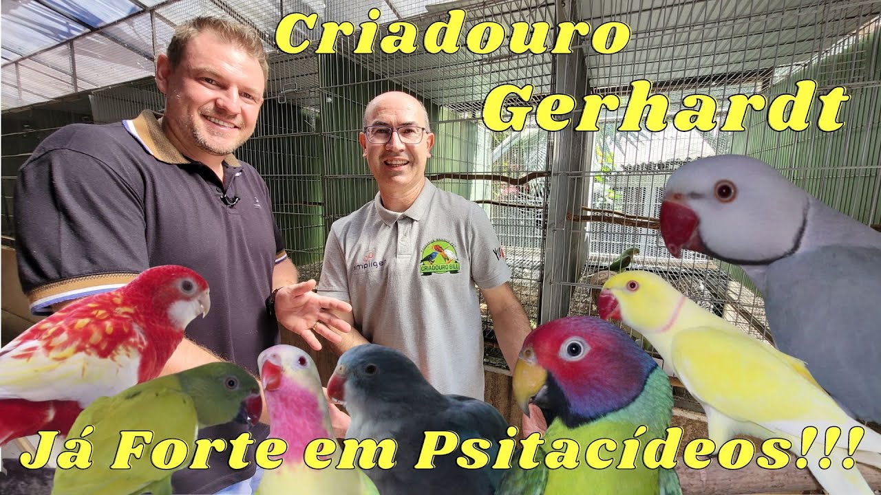CRIADOURO GERHARDT COM RING NECKS, ROSELAS E PRÍNCIPE DE GALES ESPETACULARES!!!