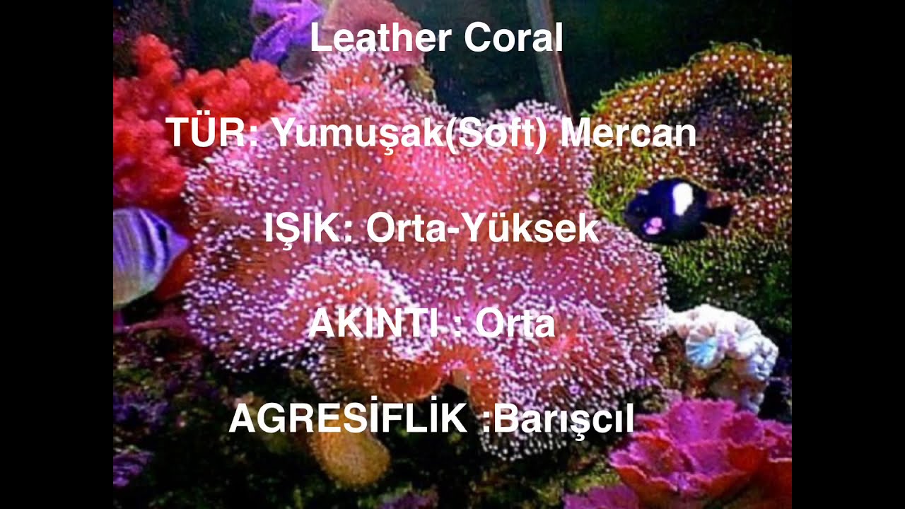 Başlangıç Seviyesi Mercan Türleri