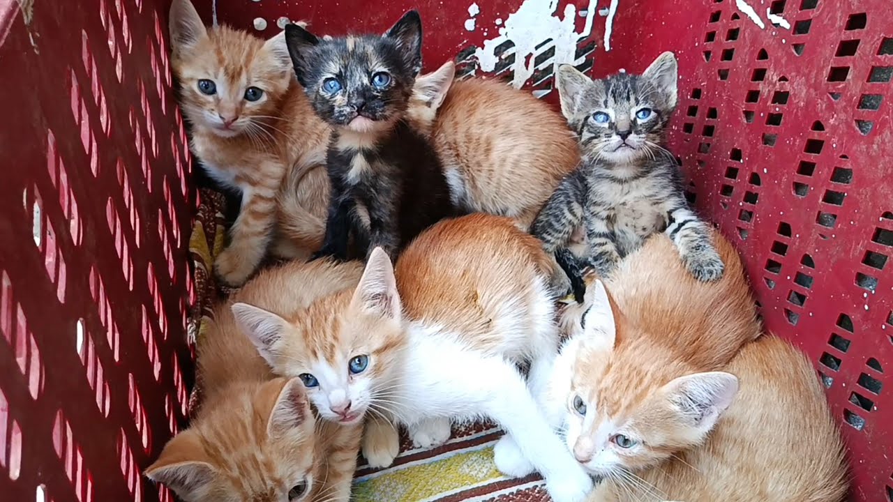 Mother cat adopts two orphaned kittens in addition to her six kittens