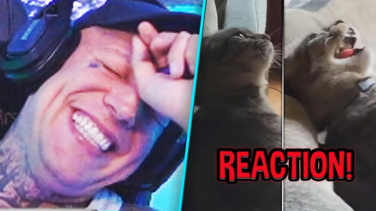 Monte REAGIERT auf die lustigsten TIERVIDEOS!🤣 MontanaBlack Reaktion