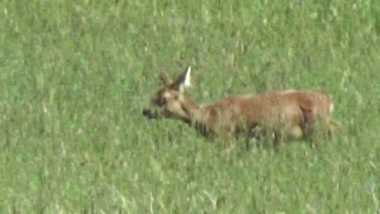 Die Wildziege mit dem Zicklein